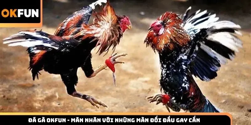 Đá Gà Okfun