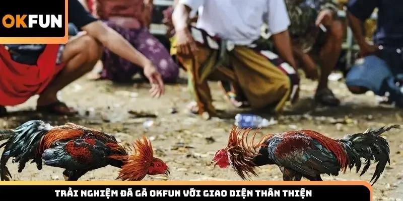 Trải nghiệm đá gà Okfun với giao diện thân thiện